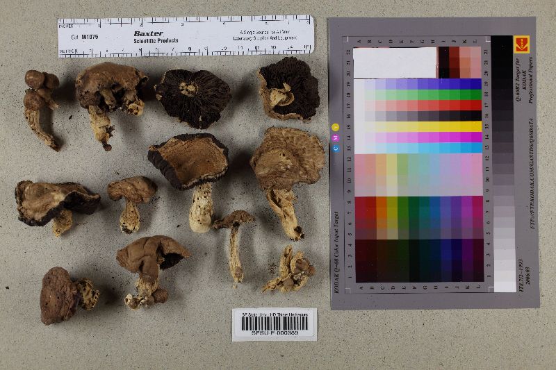 Agaricus bisporus var. burnettii image