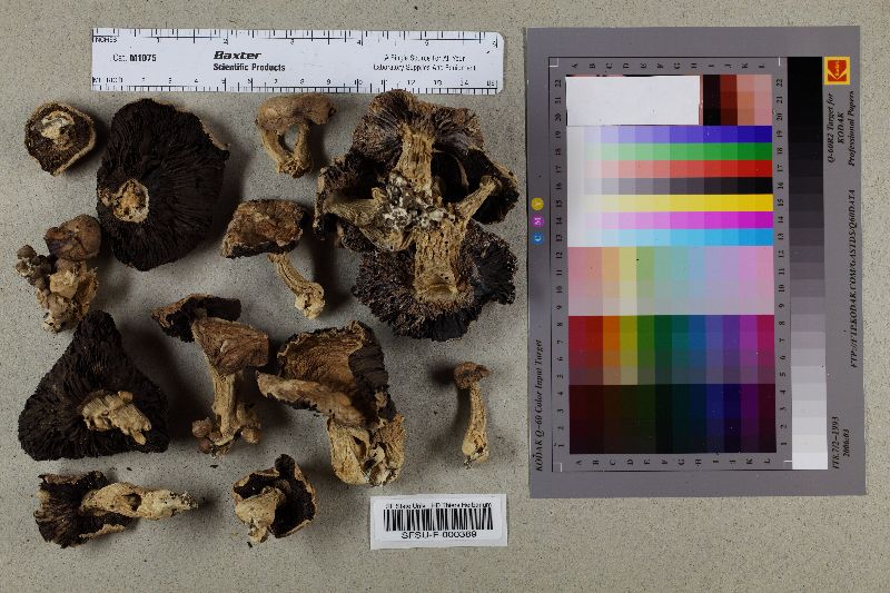 Agaricus bisporus var. burnettii image