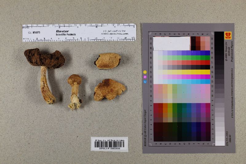 Agaricus entibigae image