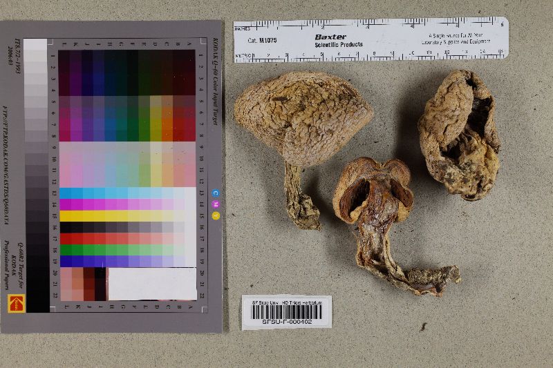 Agaricus sequoiae image