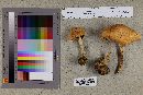 Image of Agaricus smithii