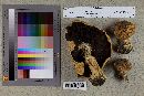 Agaricus perobscurus image