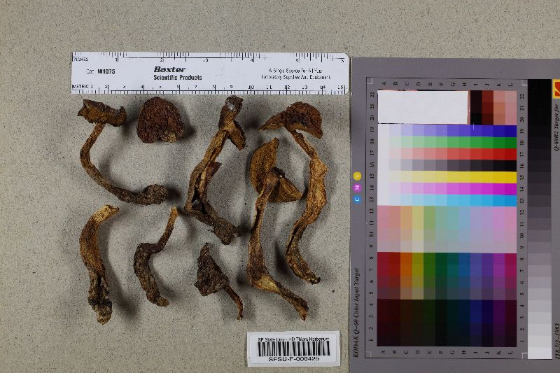 Boletus amyloideus image