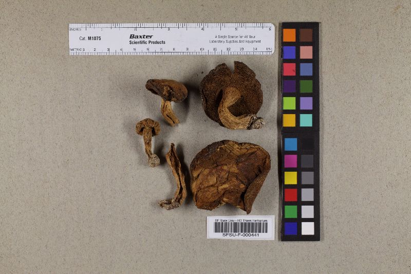 Boletus silvaticus image