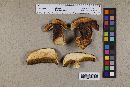 Boletus rex-veris image