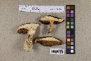 Boletus regineus image