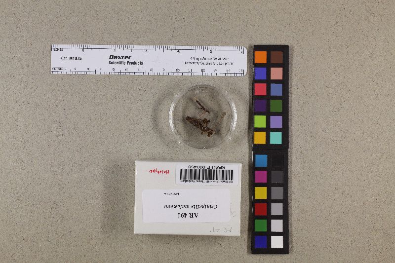 Crinipellis malesiana image
