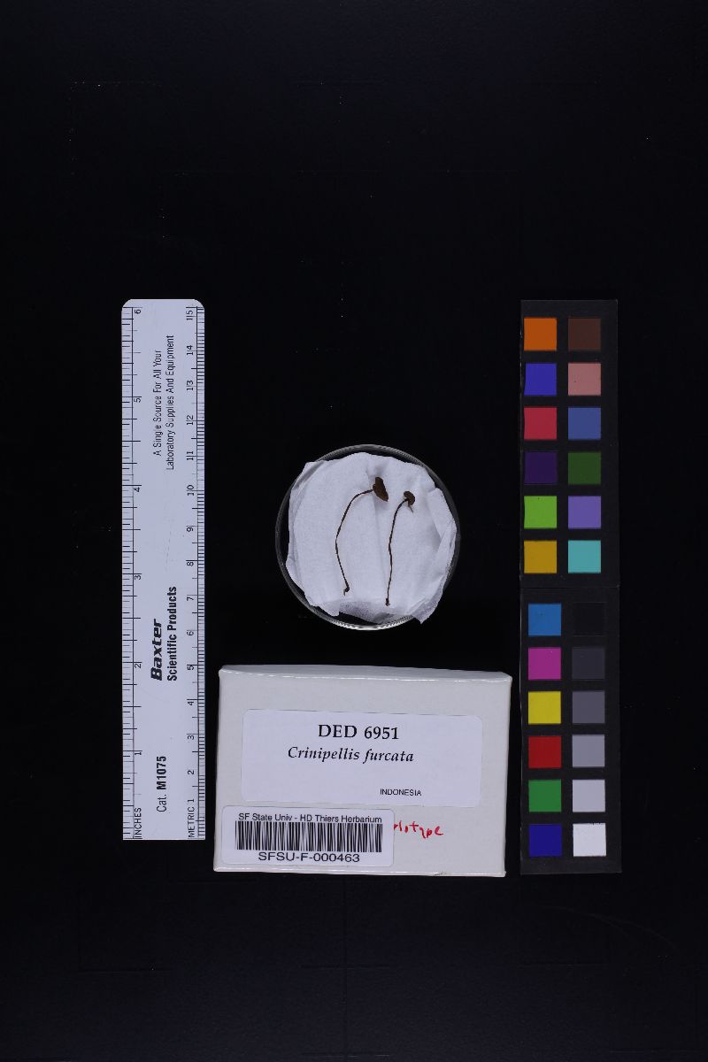 Crinipellis furcata image