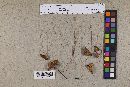 Crinipellis cupreostipes image