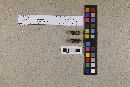 Crinipellis brunnescens image