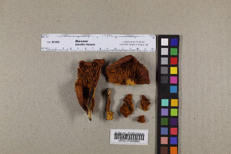 Gymnopilus obscurus image