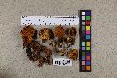 Gymnopilus thiersii image