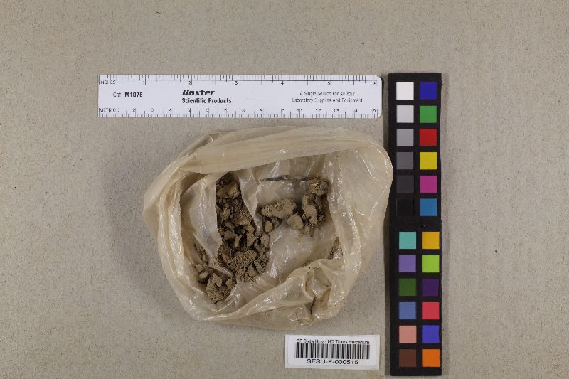 Greletia muelleri image
