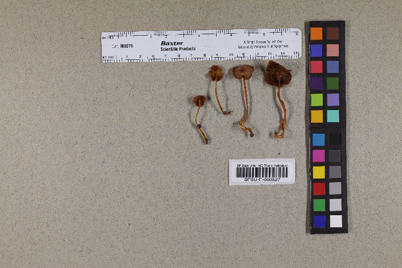 Gymnopus vitellinipes image