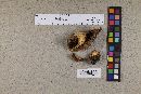 Lactarius californiensis image