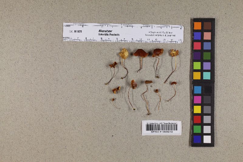 Marasmius araucariae image