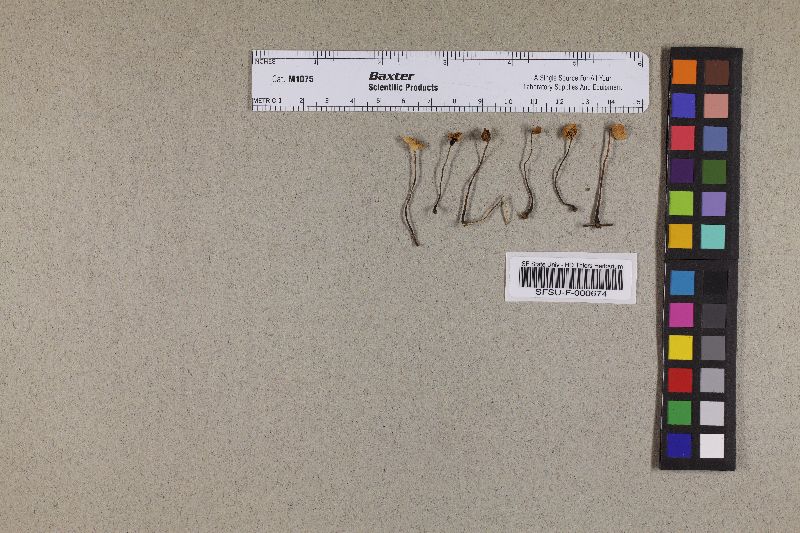 Marasmius salalis image