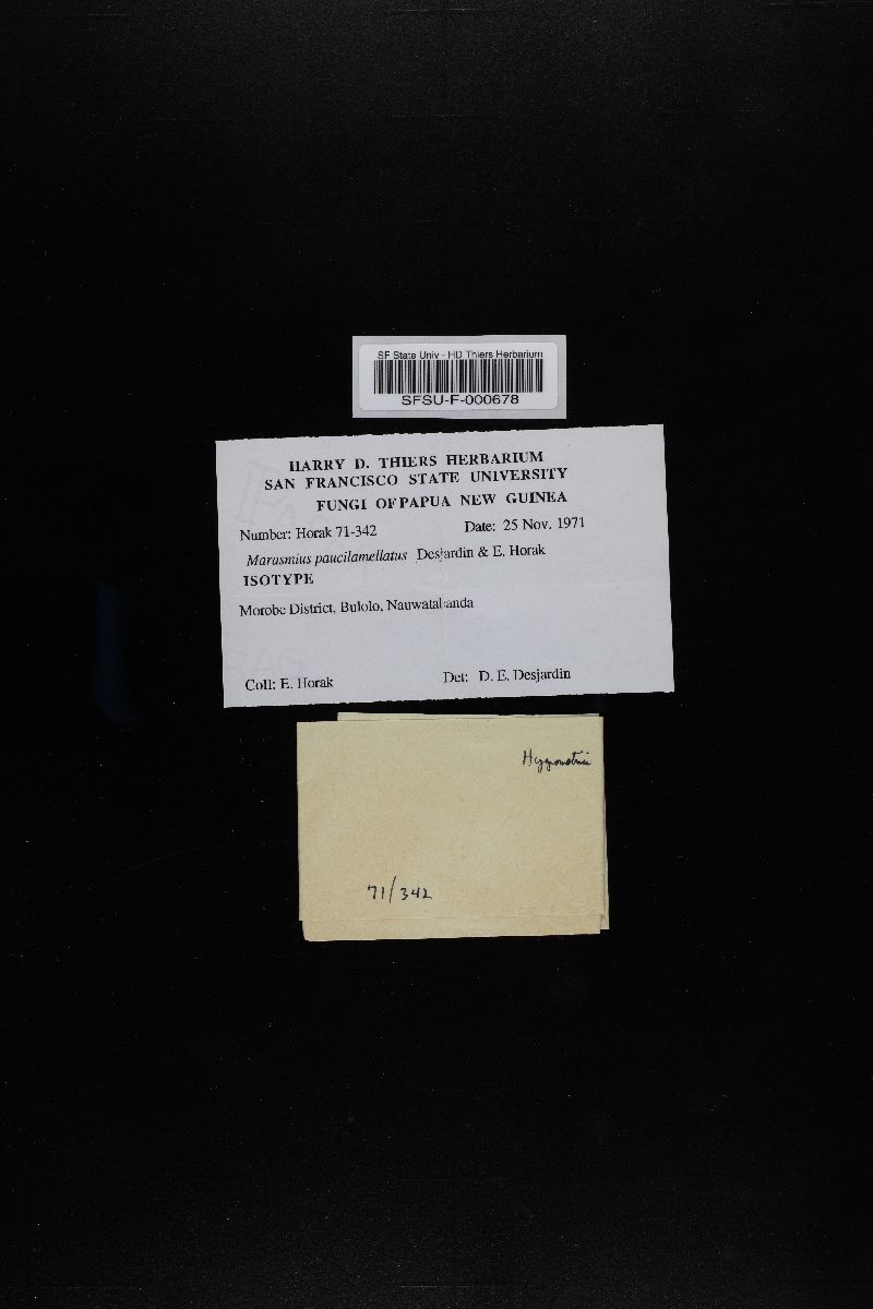 Marasmius paucilamellatus image