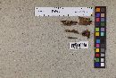Mycena incarnativelum image