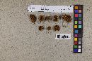 Pholiota bambusina image
