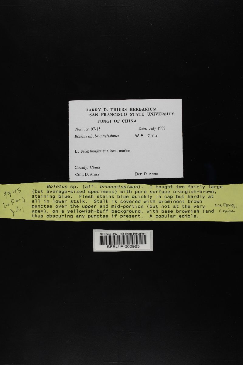 Boletus brunneissimus image