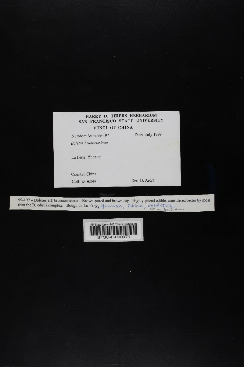 Boletus brunneissimus image
