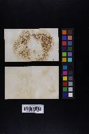 Boletus chrysenteron image