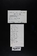 Boletus flaviporus image