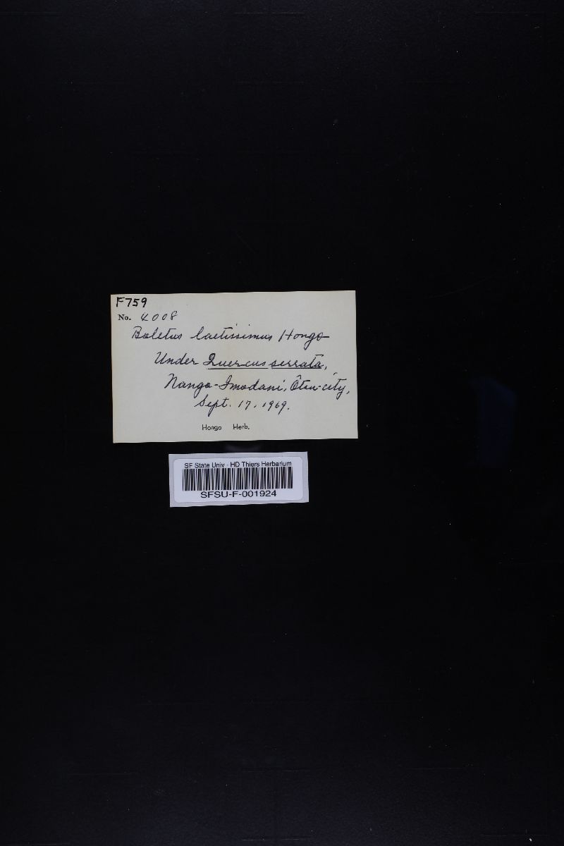 Boletus laetissimus image