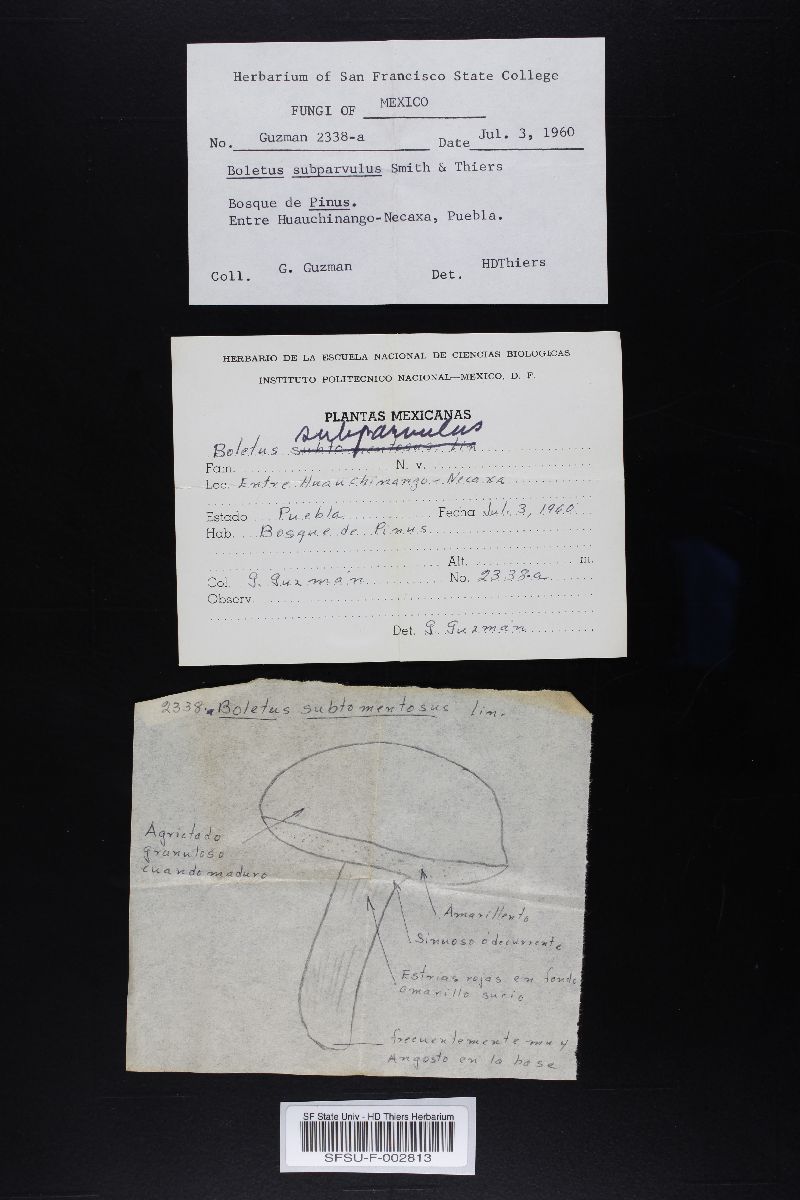 Boletus subparvulus image