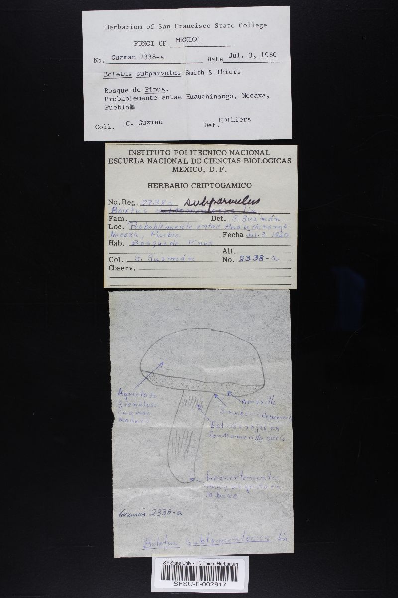 Boletus subparvulus image