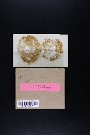 Suillus glandulosipes image