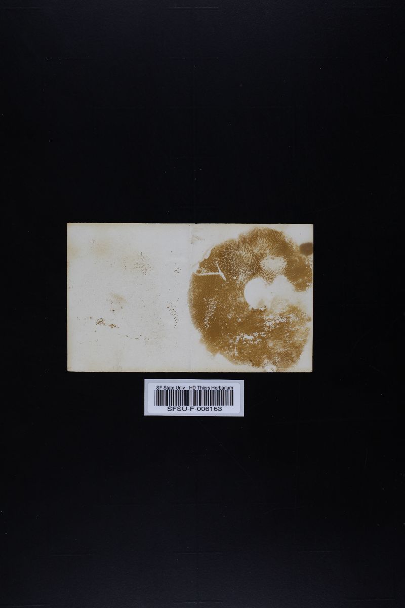 Suillus lakei var. pseudopictus image