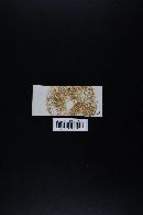 Suillus subalutaceus image