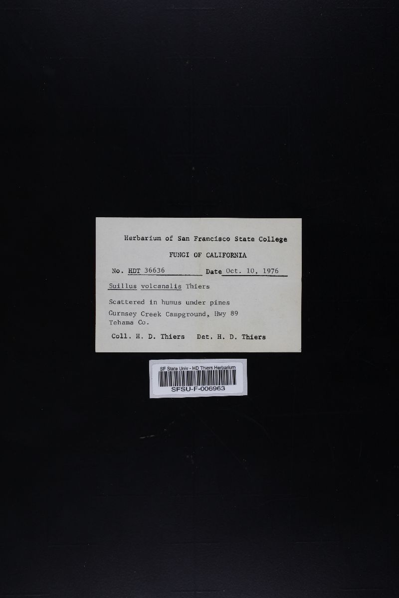 Suillus volcanalis image