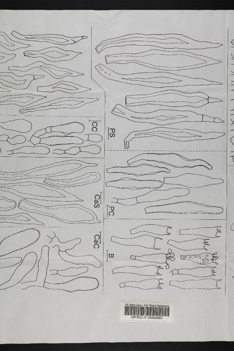 Tubosaeta image