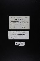 Tylopilus porphyrosporus image