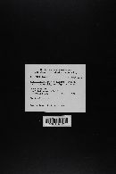 Agaricus bisporus image