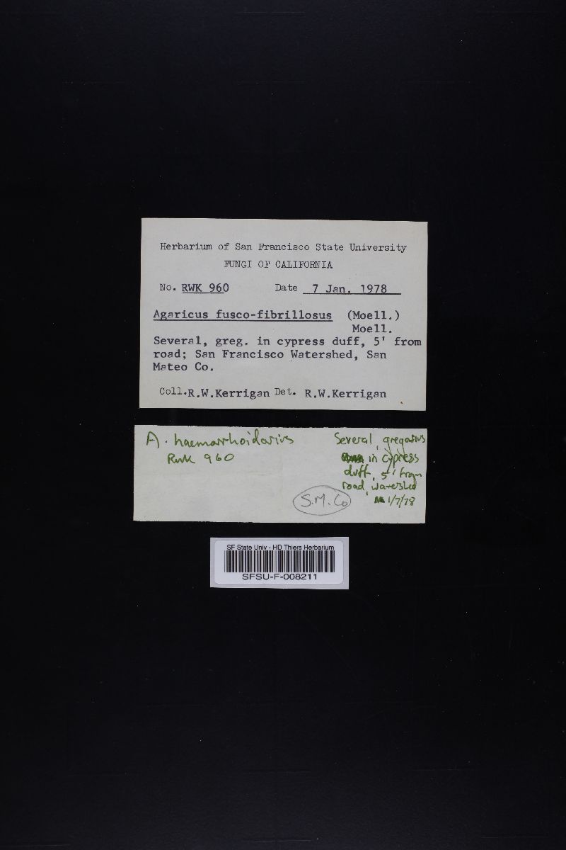 Agaricus fuscofibrillosus image