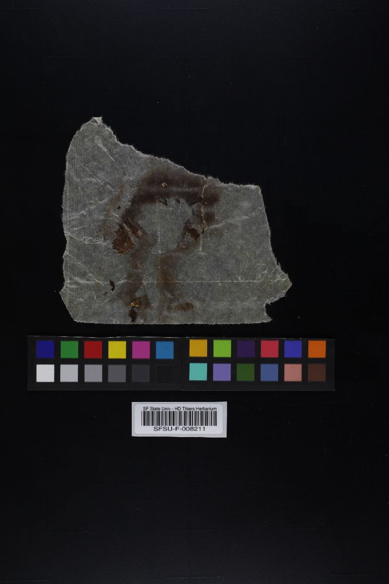 Agaricus fuscofibrillosus image