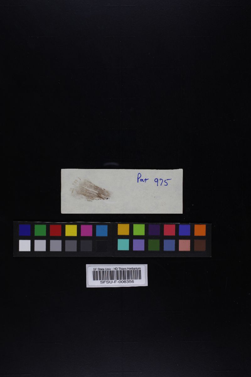Agaricus lilaceps image