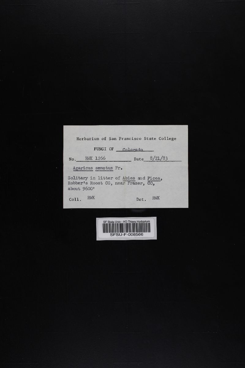 Agaricus semotus image