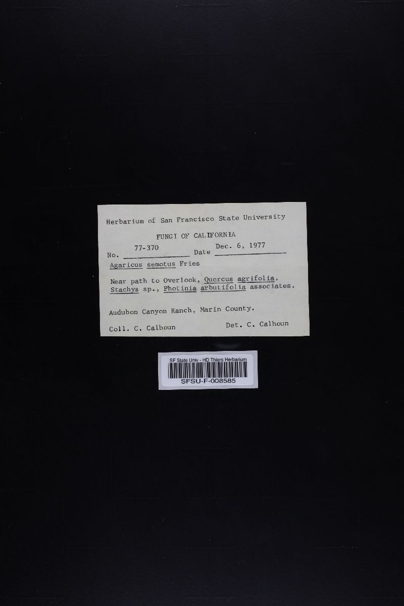 Agaricus semotus image