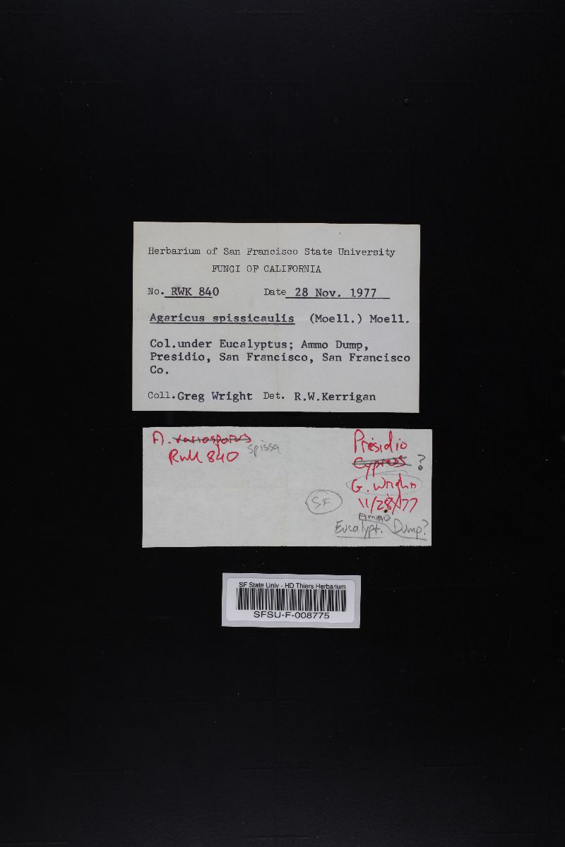 Agaricus litoralis image