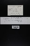 Entoloma sericellum image
