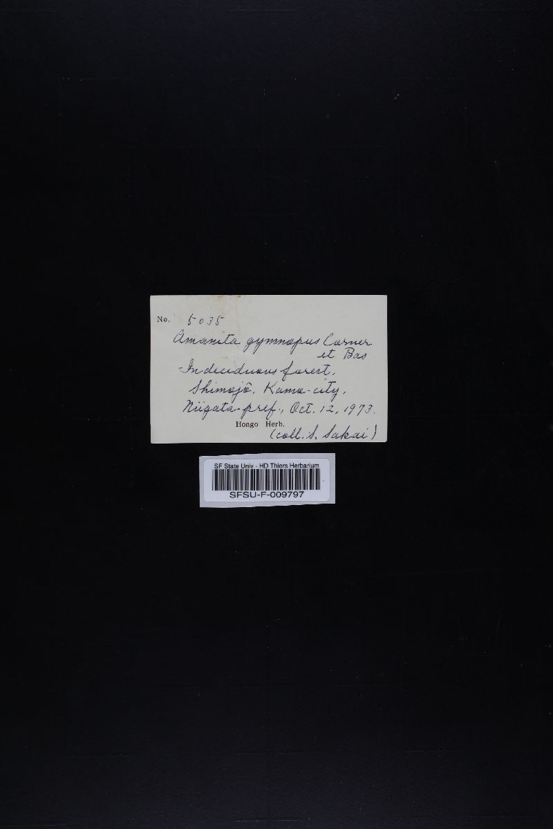 Amanita gymnopus image