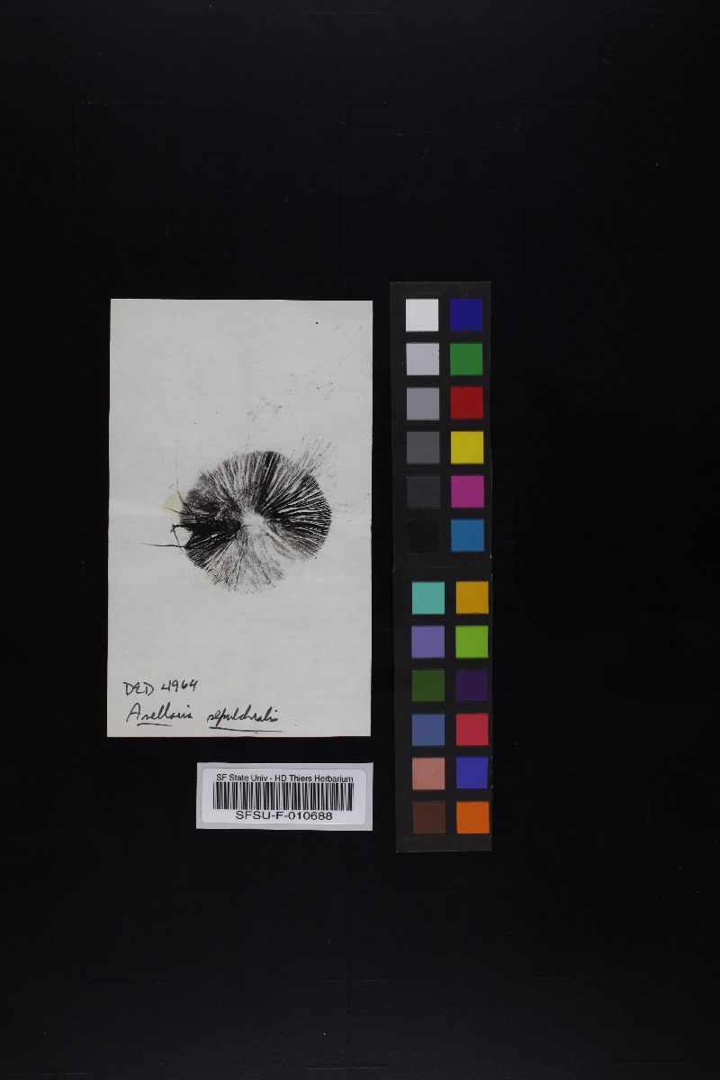 Anellaria sepulchralis image