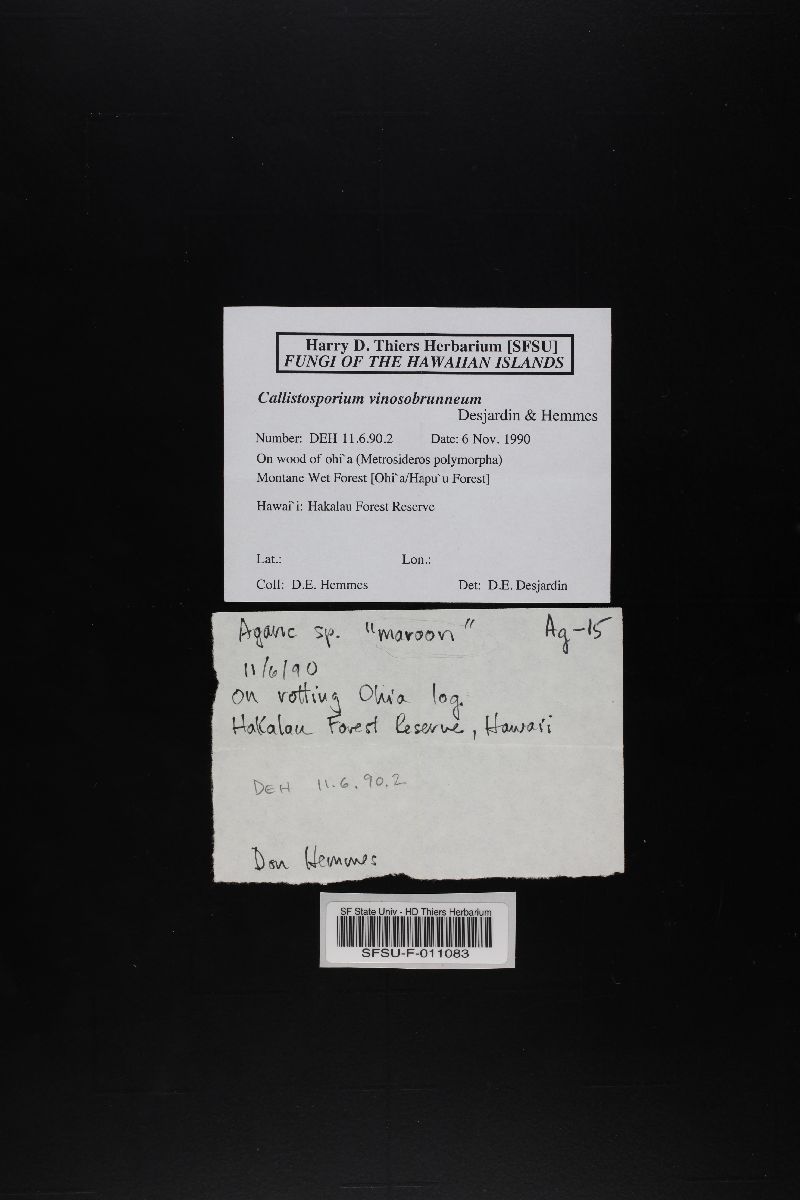 Callistosporium vinosobrunneum image