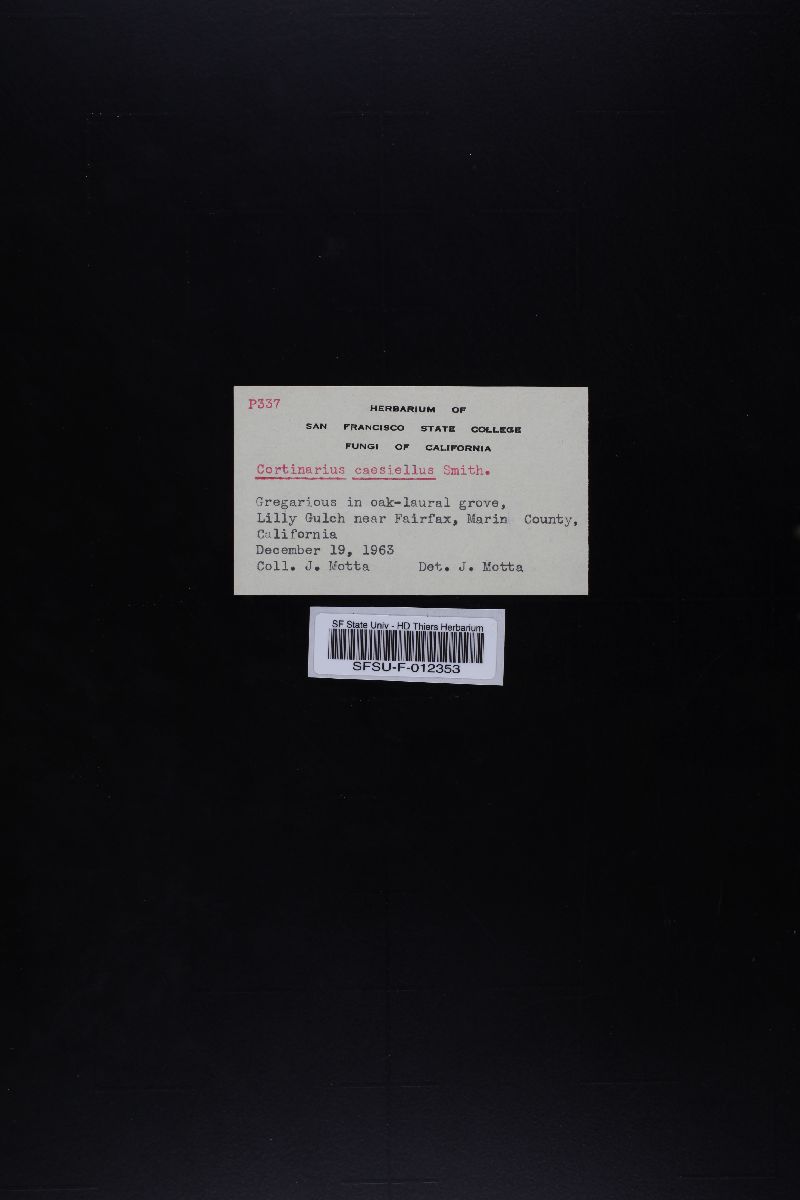 Cortinarius caesiellus image