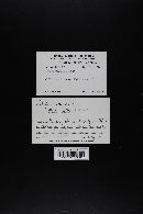 Craterellus fallax image